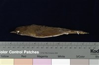 藏品(野鴝)的圖片